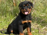 À vendre, 1 mâle et 1 femelle Rottweiler LOF, nés en décembre 2025, disponibles de suite