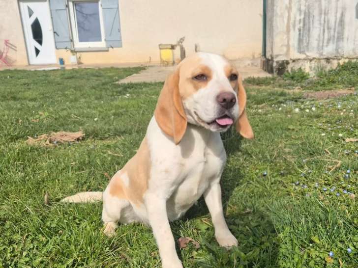 À vendre, mâle Beagle adulte LOF, tricolore, né en juin 2022