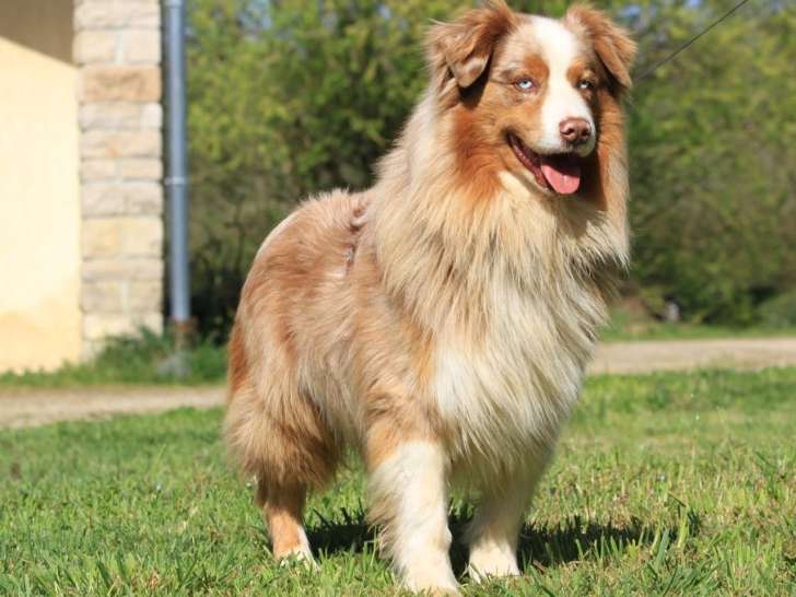 À réserver, 1 mâle et 6 femelles Berger Australien LOF, nés en février 2026, disponibles en avril