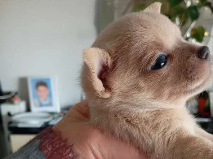 À réserver, 2 femelles Chihuahua, nées en janvier 2026, disponibles fin mars