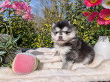 Chiots Pomsky toy et tiny toy à vendre