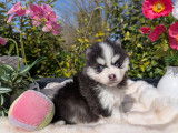 Chiots Pomsky toy et tiny toy à vendre