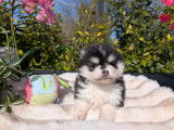 Chiots Pomsky toy et tiny toy à vendre