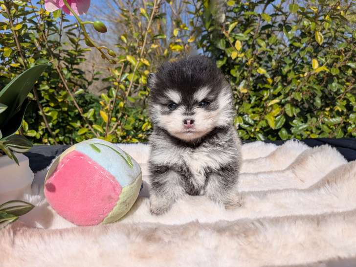 Chiots Pomsky toy et tiny toy à vendre
