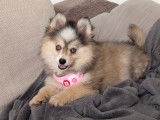 Chiots Pomsky toy et tiny toy à vendre