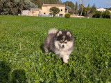 Chiots Pomsky toy et tiny toy à vendre