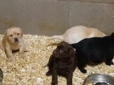 Chiots Labrador bruns, beiges ou noirs à vendre