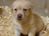 Chiots Labrador bruns, beiges ou noirs à vendre