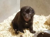 Chiots Labrador bruns, beiges ou noirs à vendre
