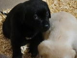 Chiots Labrador bruns, beiges ou noirs à vendre