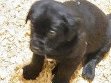 Chiots Labrador bruns, beiges ou noirs à vendre
