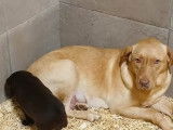Chiots Labrador bruns, beiges ou noirs à vendre