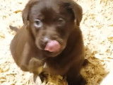 Chiots Labrador bruns, beiges ou noirs à vendre