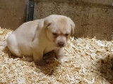 Chiots Labrador bruns, beiges ou noirs à vendre