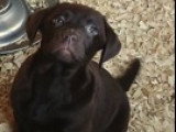 Chiots Labrador bruns /noirs à vendre
