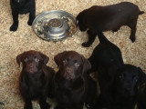 Chiots Labrador bruns /noirs à vendre
