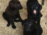 Chiots Labrador bruns /noirs à vendre