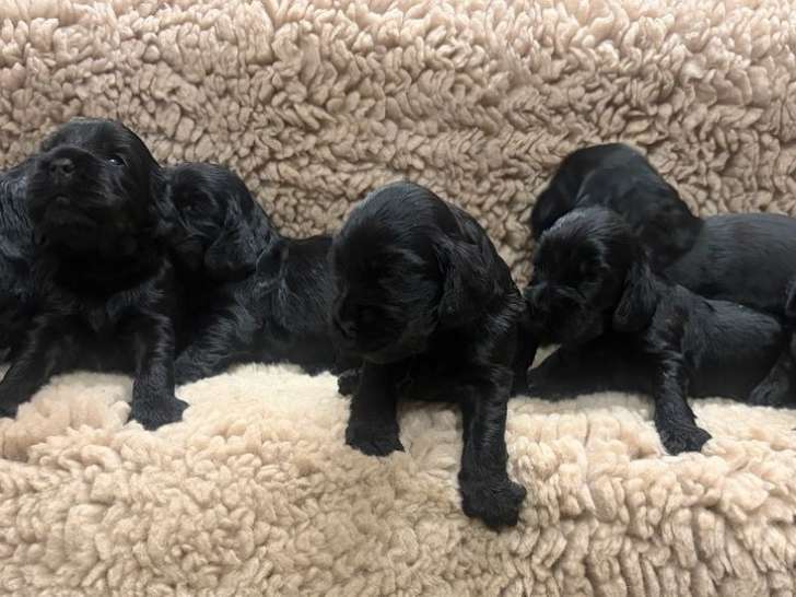 Chiots Cocker Anglais LOF à vendre
