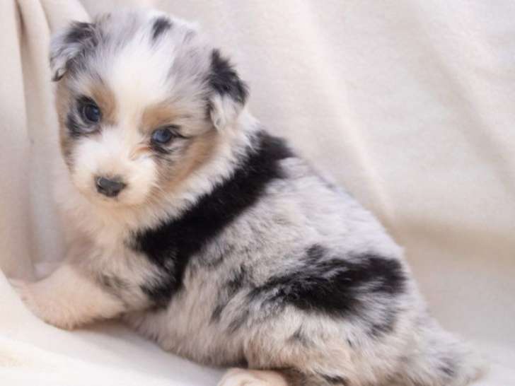 6 chiots Berger Australien LOF à réserver, 2 femelles et 4 mâles nés en février 2026