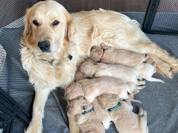 9 chiots Golden Retriever LOF à réserver, nés en février 2026, 5 mâles et 4 femelles