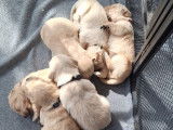 9 chiots Golden Retriever LOF à réserver, nés en février 2026, 5 mâles et 4 femelles