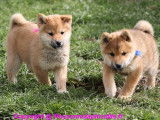 4 chiots Shiba Inu LOF à vendre, nés en décembre 2025, 3 mâles et 1 femelle fauve
