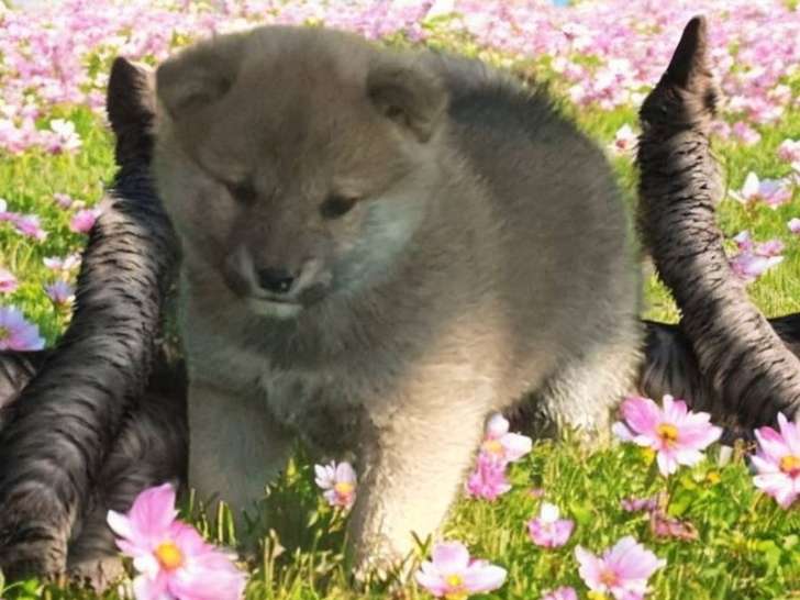 2 chiots Shiba Inu LOF à réserver, nés en février 2026, 2 mâles fauve