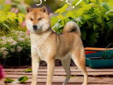 2 chiots Shiba Inu LOF à réserver, nés en février 2026, 2 mâles fauve