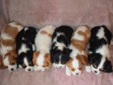 À vendre, 5 mâles et 1 femelle Cavalier King Charles LOF, nés en février 2026, disponibles
