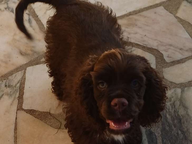 Chiots Cocker Americain à vendre