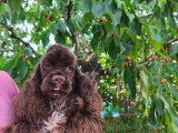 Chiots Cocker Americain à vendre