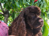 Chiots Cocker Americain à vendre