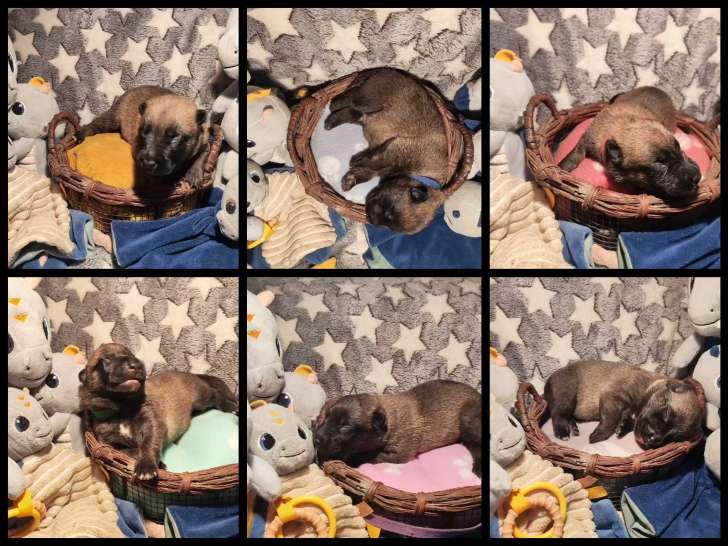 Collier jaune F /Collier bleu M /Collier rouge M /Collier vert M /Collier rose F /Collier blanc F