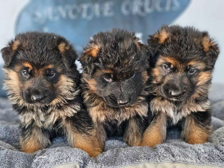 Chiots Bergers Allemands LOF à réserver, nés en février 2026, 2 mâles disponibles
