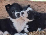 À vendre, femelle Border Collie non LOF, noire et blanche, née en novembre 2025