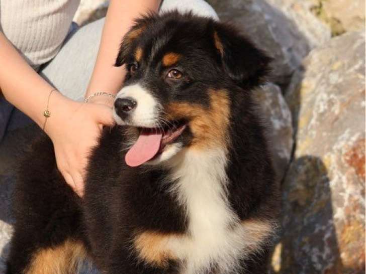 À vendre, chiot mâle Berger Australien LOF, noir tricolore, né en décembre 2025, disponible