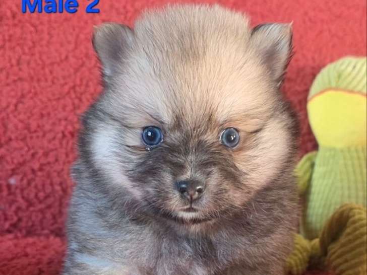 À réserver, 3 femelles et 2 mâles Pomsky F3a, nés en février 2026, yeux bleus, disponibles début avril