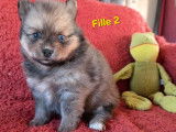 À réserver, 3 femelles et 2 mâles Pomsky F3a, nés en février 2026, yeux bleus, disponibles début avril