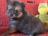À réserver, 3 femelles et 2 mâles Pomsky F3a, nés en février 2026, yeux bleus, disponibles début avril