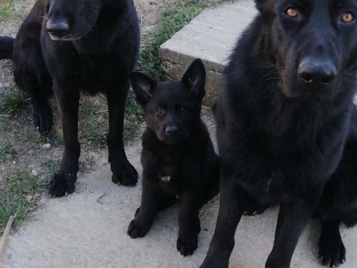 Chiot Berger Allemand noir LOF à vendre