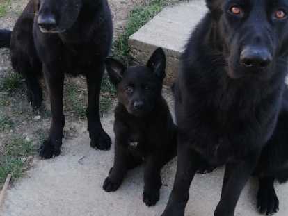 Chiot Berger Allemand noir LOF à vendre