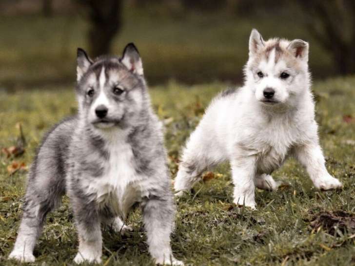 À réserver, 2 femelles Husky, nées en janvier 2026, yeux vairons, disponibles mi-mars