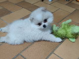 Fille