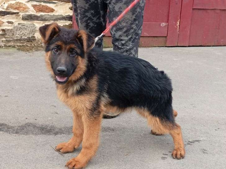Chiot femelle Berger Allemand LOF à vendre, née en octobre 2025, robe noir et fauve
