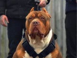 Chiot mâle American Bully XL à vendre, né en août 2025