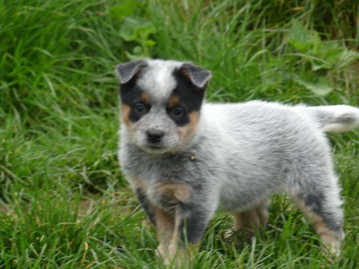 3 chiots mâles Bouviers Australiens LOF à réserver, nés en février 2026