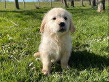 5 chiots Golden Retriever LOF à vendre, nés le 1er janvier 2026, 5 mâles disponibles