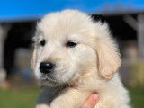 5 chiots Golden Retriever LOF à vendre, nés le 1er janvier 2026, 5 mâles disponibles
