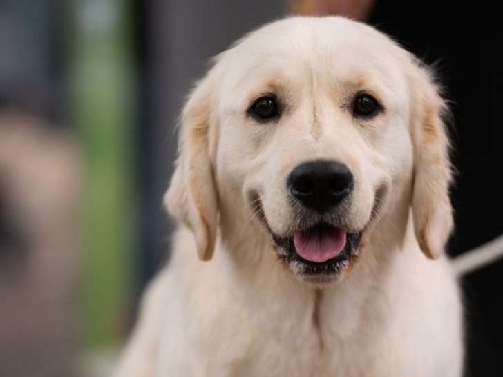 Chiots Golden Retriever LOF fauve clair à réserver, naissance prévue mi mars 2026