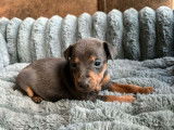 3 chiots Pinscher Nain à réserver, nés le 11 février 2026, mâles
